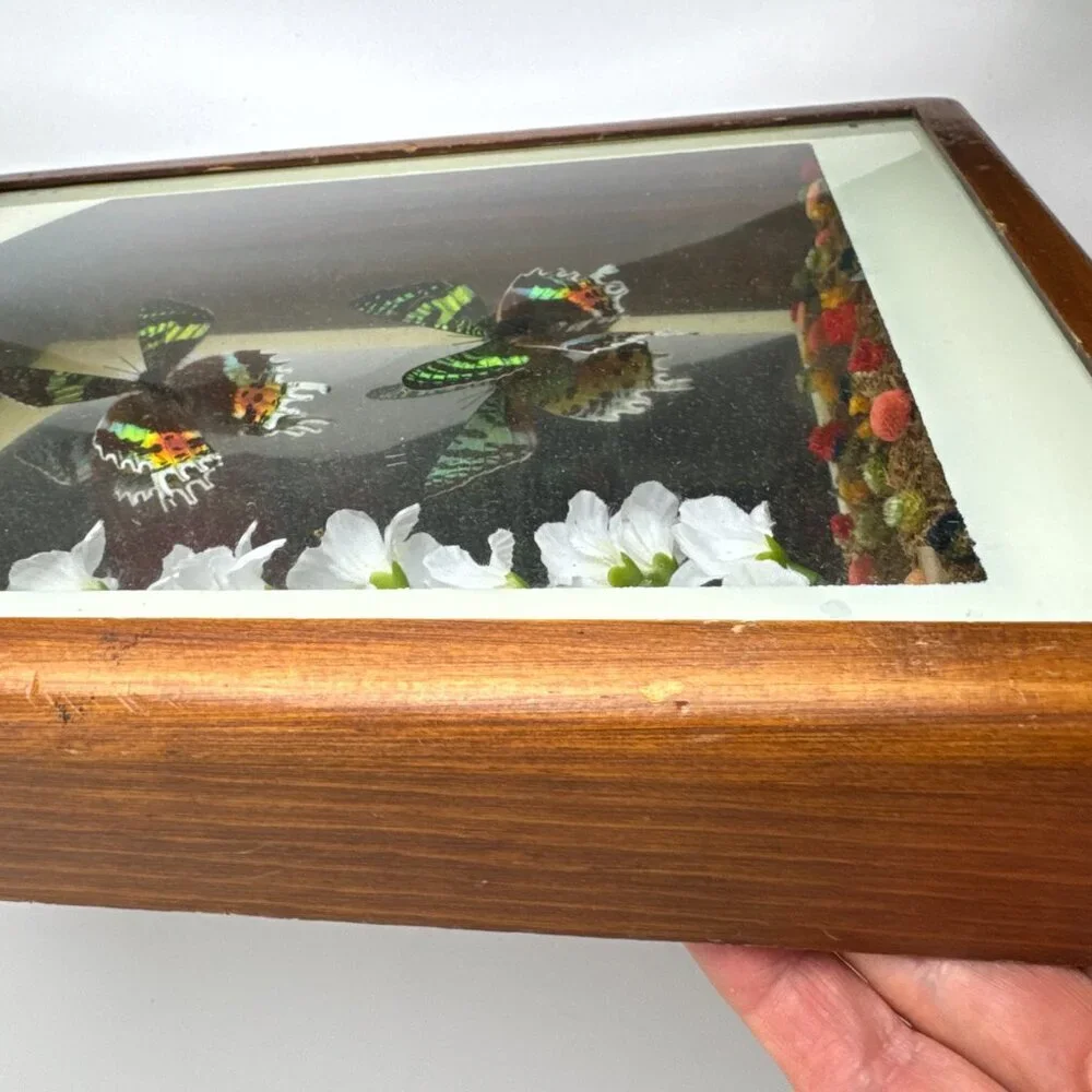Set of 2 pc Butterfly URANIA RIPHEUS Madagascan Sunset Hand - Crafted Display